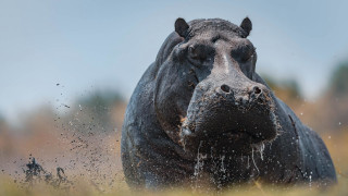 Hippo field aurora starry sky - its head in free wallpaper
