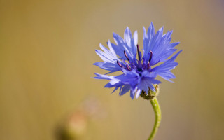 Blue flower green stem yellow - a green stem in the foreground free wallpaper