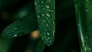 Green plant water droplets macro 3 - a green plant free wallpaper