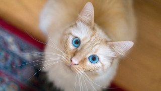 White cat blue eyes looking 4 - blue free wallpaper