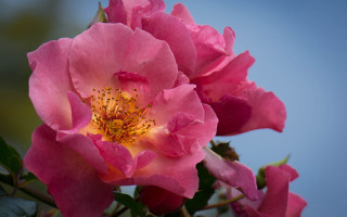 Pink flower yellow center roses - leaf and buds free wallpaper