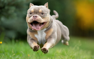 Dog running grass outdoor nature - a stock photo free wallpaper