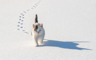 Cat snow pawprint minimalism beach - single free wallpaper