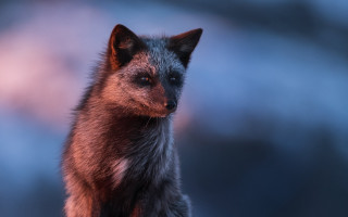 Small animal long tail closed - its eye free wallpaper