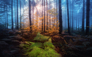 Forest path sunshine magic realism - forest free wallpaper