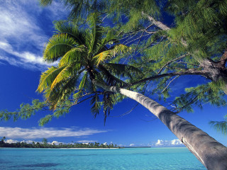 Palm tree water beach blue - a matte painting free wallpaper