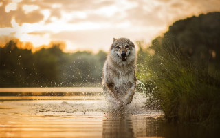 Wolf running water sunset aurora - caspar wolf free wallpaper