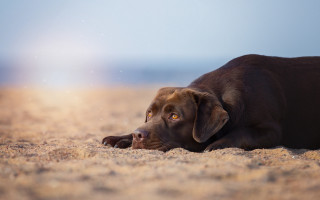 Dog resting beach desert sunset - elke vogelsang free wallpaper