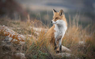 Fox hill closed eyes outdoors - its eye free wallpaper