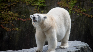 Polar bear rock forest night - a polar bear free wallpaper