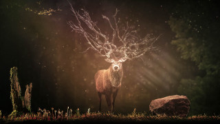 Deer forest antlers rock magic - the middle of a forest free wallpaper