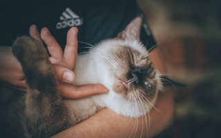 Cat holding peace sign portrait - a person holding free wallpaper