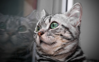 Cat reflection green eyes lion - a reflection of its free wallpaper