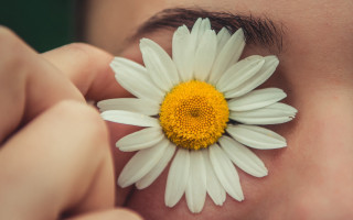 Flower eye daisy shallow depth - a person holding free wallpaper