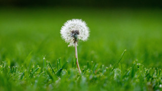 Dandelion grass field deep depth - a green field free wallpaper