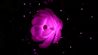 Large pink flower glowing hologram - amano free wallpaper