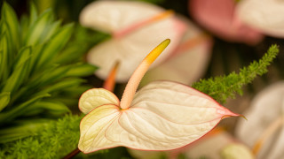 White flower green background macro - a yellow center free wallpaper