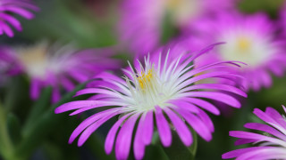 Purple white yellow closeup flower - white petal free wallpaper
