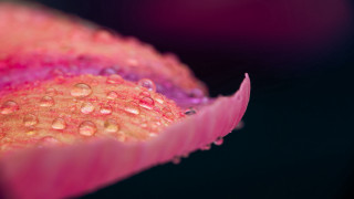 Flower water droplets pink bud - dorothea braby free wallpaper