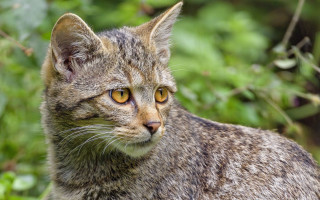 Yellow eye cat nature blurry - a blurry background of trees and bushes free wallpaper