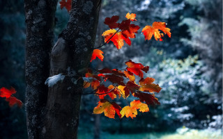 Autumn leaves blurry background tree - the fall season free wallpaper