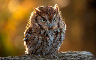 Small owl branch blurry background - a small owl free wallpaper