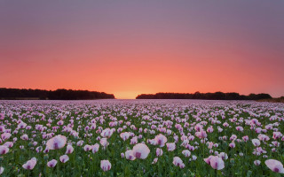 Flower field sunset pink sky - betty merken free wallpaper