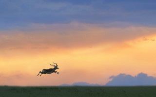 Deer leaping cloudy sky sunset - magical free wallpaper for desktop