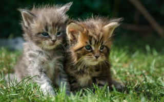 Kittens grass animals blurry background - the grass together free wallpaper