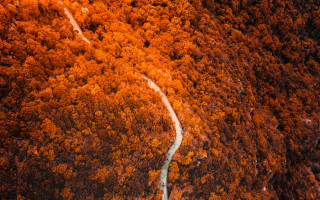 Winding road forest orange trees - edi rama free wallpaper
