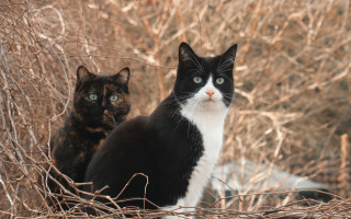 Black white cats gothic puzzle - andries both free wallpaper