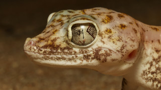 Cricorps gregoire small animal hole - its mouth free wallpaper