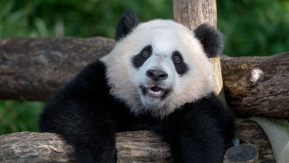 Panda sitting tree branch mouth - its mouth open free wallpaper