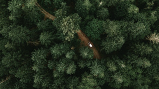 Forest car topdown nature bamboo - the middle of a forest free wallpaper