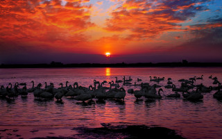 Swans lake sunset clouds embers - the sun free wallpaper