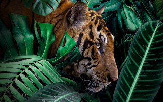 Tiger green leaves camera black - a tiger free wallpaper