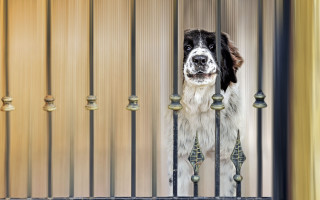 Dog fence bells chainlink institutional - institutional free wallpaper