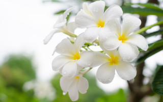 White yellow flower water droplets 2 - water droplet free wallpaper