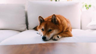 Dog couch shiba inu realistic - its head on free wallpaper