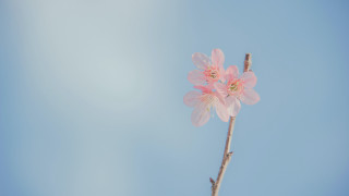 Pink flower blue sky minimalism - chang daichien free wallpaper