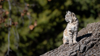 Small cat rock forest bokeh - a small cat free wallpaper