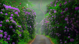 Purple flowers road garden tunnel - both side of it free wallpaper