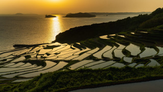 Rice field sunset water land - amano free wallpaper