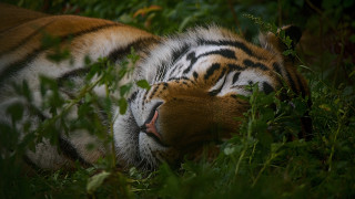 Tiger resting blurry nature jigsaw - a tiger free wallpaper