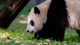 Panda grassy area tree fallen - fallen free wallpaper