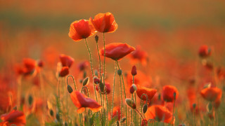 Red flower field blurry background - the foreground free wallpaper