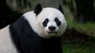 Panda portrait black white face - a black nose free wallpaper