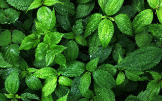 Green leaves water droplets nature 2 - cao zhibai free wallpaper