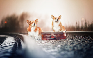 Corgis suitcase train track trees - a storybook illustration free wallpaper