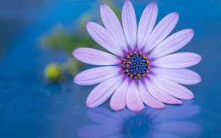 Purple flower blue center blue - a reflection of its free wallpaper